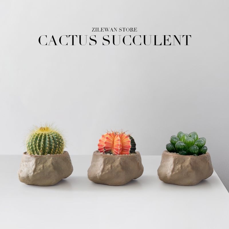 Wanchongshan Potted Cactus Influencer Succulent Cactus Plant Office Desktop Lazy Green Plant ดอกไม้บ