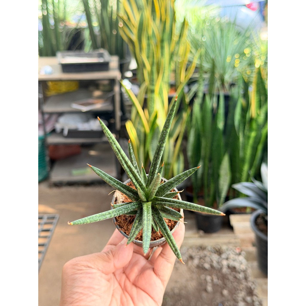 มุมมอง 3