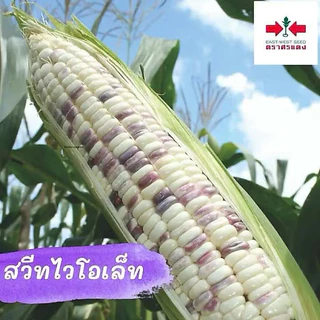 ข้าวโพดข้าวเหนียว สวีทไวโอเล็ท 1,000 เมล็ด ตราศรแดง