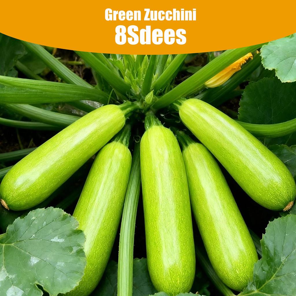 Zucchini Vegetable 8 Seeds - High Yield for Home Gardeners
