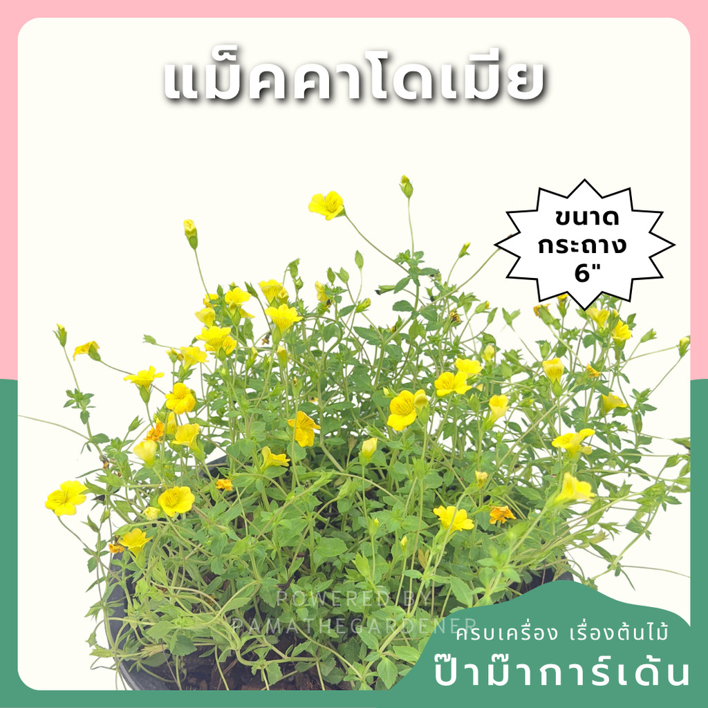 เมอร์คาร์โดเนีย 6 นิ้ว - Mecardonia
