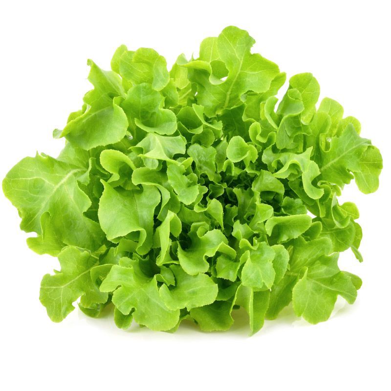 กรีนโอ๊คออร์แกนิค Organic Green Oak [หมายเลขบาร์โค้ด 0000031173025] สินค้าคุณภาพดีคัดสรรเพื่อคุณ