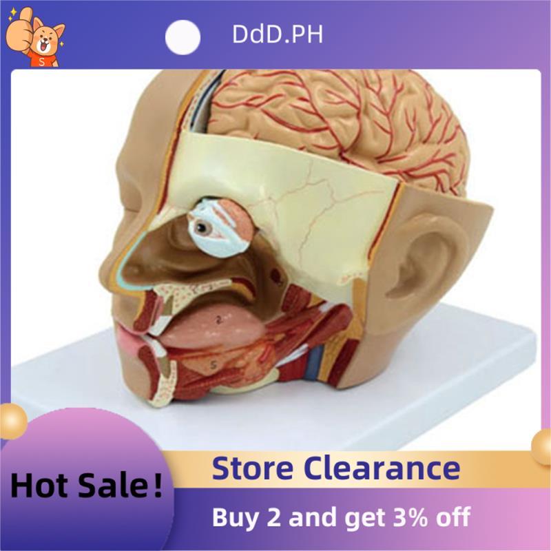 Human Head Anatomy Model Head สมองส่วน Anatomy สําหรับห้องเรียนวิทยาศาสตร์การศึกษาการเรียนรู้การสอนจ
