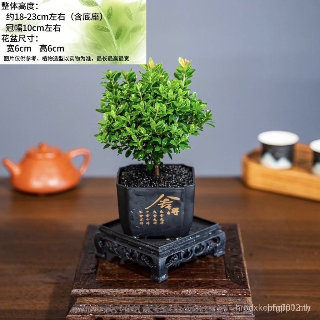 Raising It [Say อําลากับยุง Trouble] Xiaoye Chinan Beautiful Good Raising Potted Plants