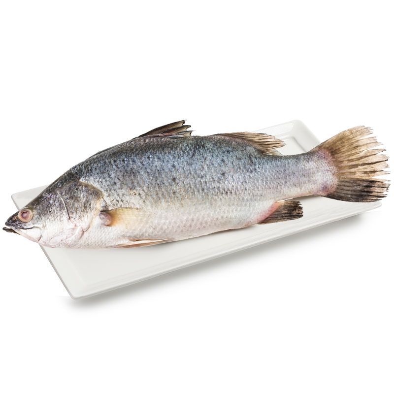 ปลากะพงขาว ขนาดประมาณ 800กรัมต่อตัวขึ้นไป Giant Seabass 800g. per pcs.up [หมายเลขบาร์โค้ด 0215735000007 ]