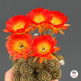 โลบิเวีย ดอกส้มไส้เหลือง Lobivia แคคตัส กระบองเพชร cactus&succulent