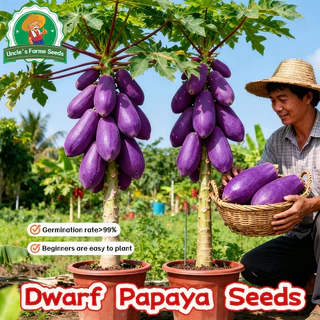 10เมล็ด/แพ็ค เมล็ดพันธุ์มะละกอสีม่วง Sweet Papaya Seeds for Planting เมล็ดพันธ์มะละกอแขกนวลดำเนิน Dwarf Papaya Fruit