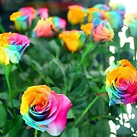ดอกกุหลาบ พันธุ์แคระ สีเรนโบว์ กุหลาบจิ๋ว 30 เมล็ด
