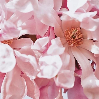 SATURN PARADE (EDP) น้ำหอมขนาดทดลอง กลิ่น On Wednesdays We Wear Pink 💗