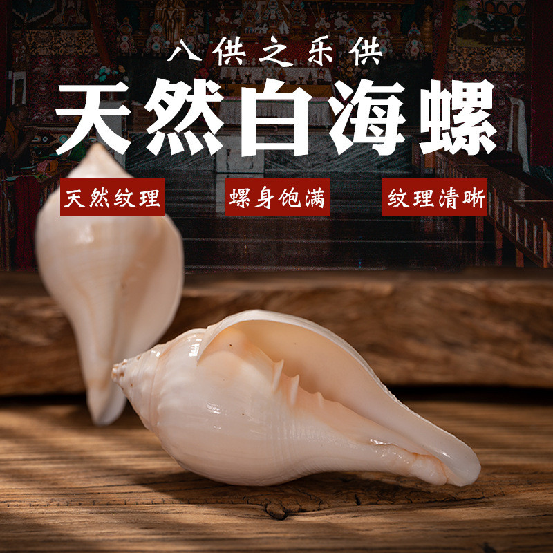 เนปาลสีขาว Conch เครื่องประดับวิธีหอยทากแปดเสนอธรรมชาติขวา-Spin Conch ทิเบต [yjf]