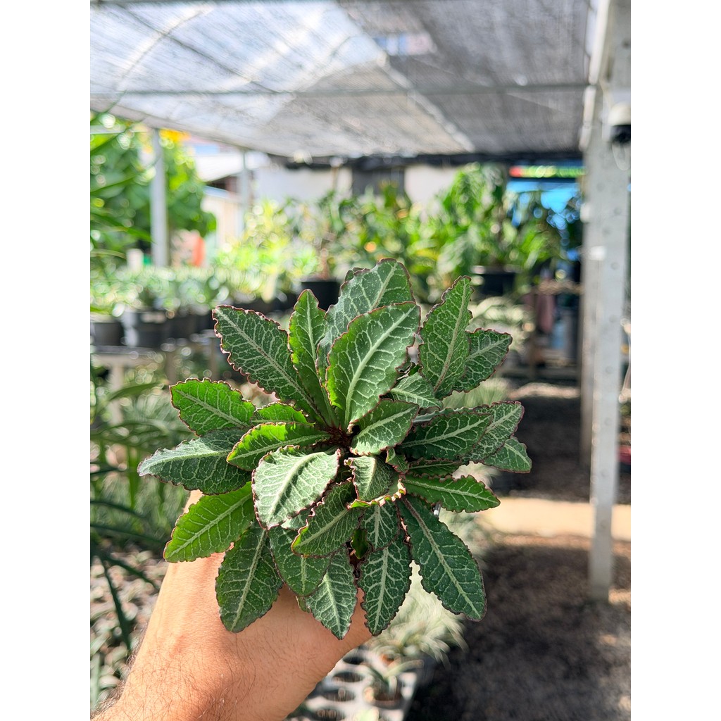 มุมมอง 2