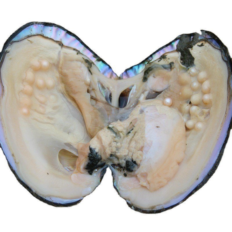 ไข่มุก Clam Entertainment Clam River Clam Multi-Bead Clam Live Streaming On-site High-Producing View