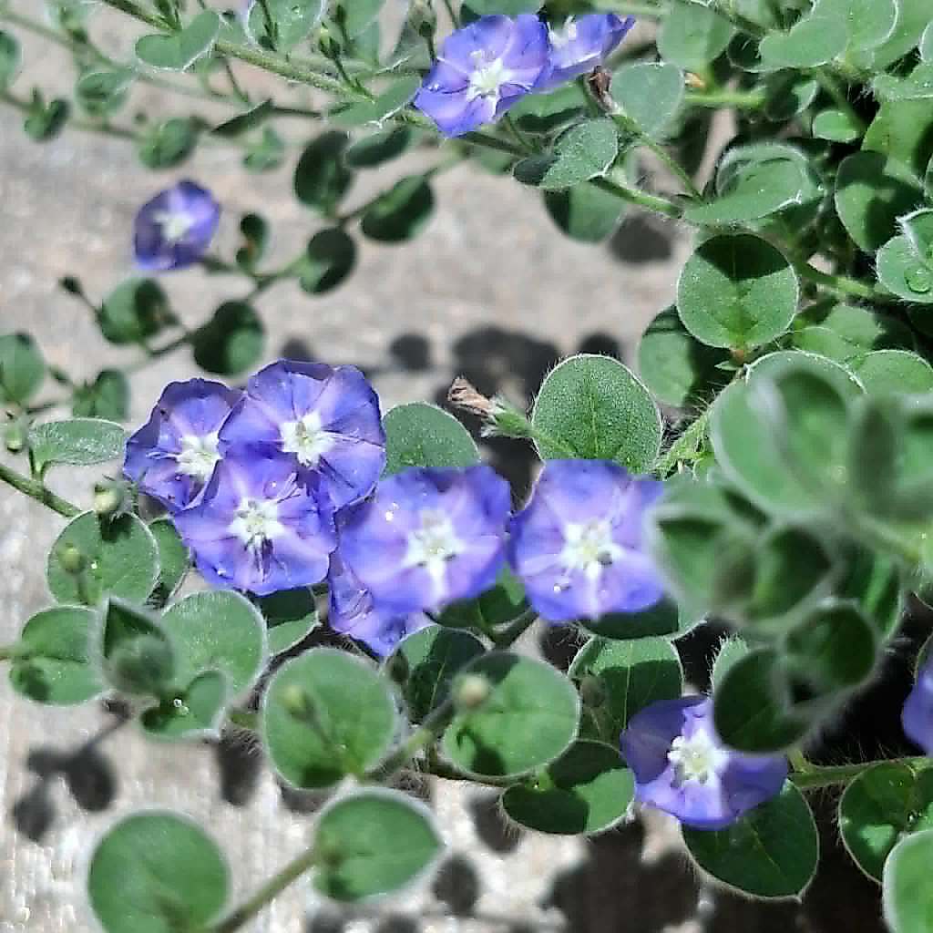 ต้นใบต่อก้าน ฟ้าประดิษฐ์ Wild Ground Morning Glory / Blue Daze ขนาดกระถาง 6 นิ้ว