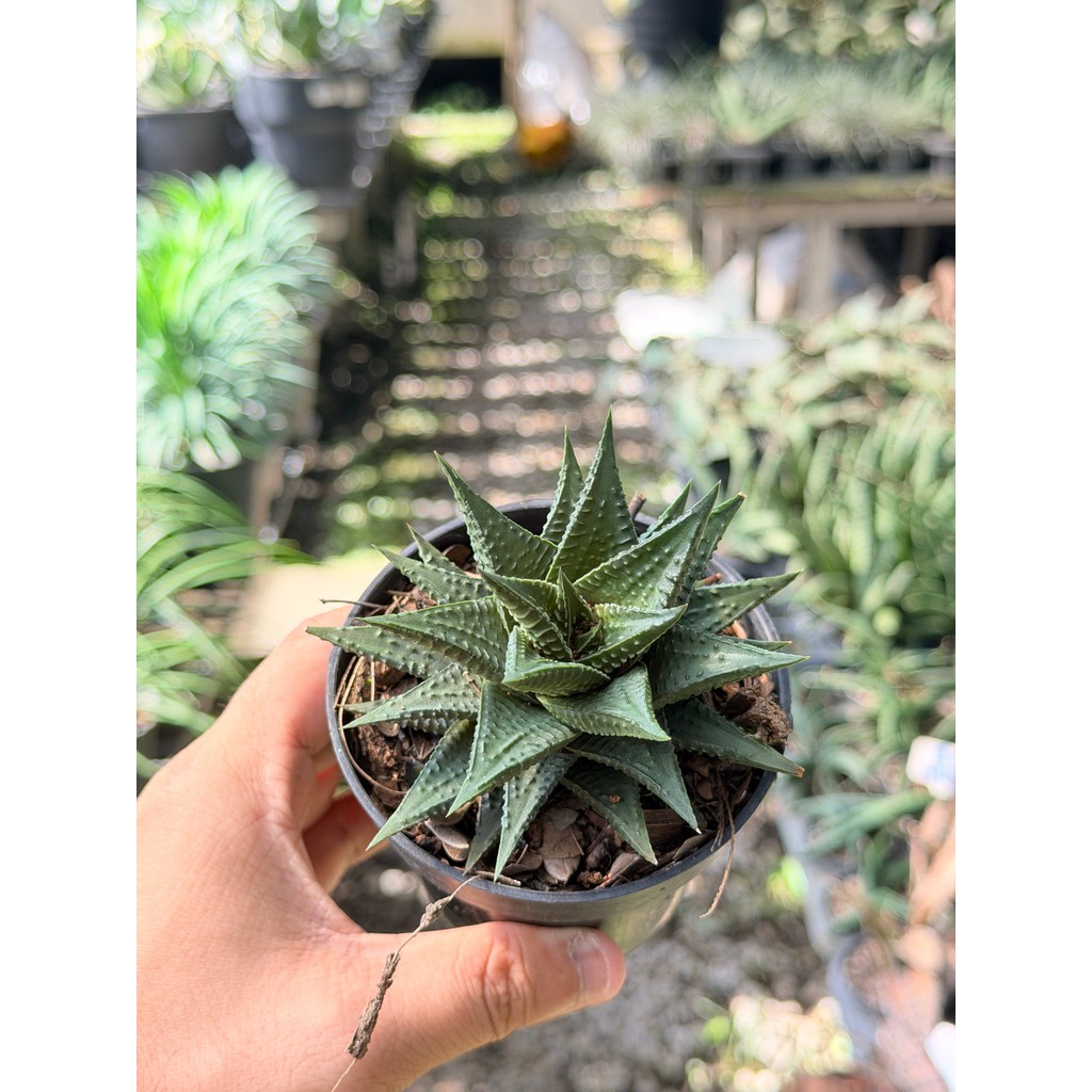 มุมมอง 4