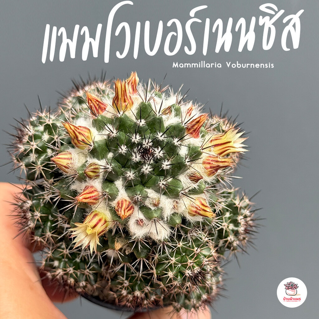 แมมโวเบอร์เนนซิส Mammillaria Voburnensis แคคตัส กระบองเพชร cactus&succulent