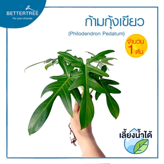 ก้ามกุ้งเขียว (จำนวน 1 ต้น) ไม้ฟอกอากาศ ไม้เลี้ยงน้ำ