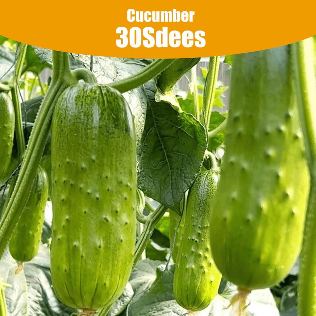 Cucumber Seeds - High Yield Variety, 30 Seeds per Pack