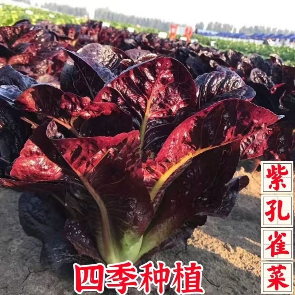 现货热卖紫孔雀菜罗马直立生菜新鲜蔬菜沙拉菜生吃甜脆多汁孔雀菜四季种子Purple-leaf lettuce, Roman upright lettuce, fresh vegetables salad