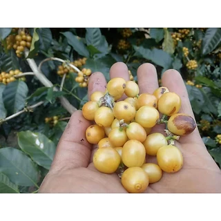 MT Honey Process ขนาด 250g. Full City+ Roast เมล็ดกาแฟดอยแม่จันใต้ คั่วกลางค่อนเข้ม คั่วใหม่