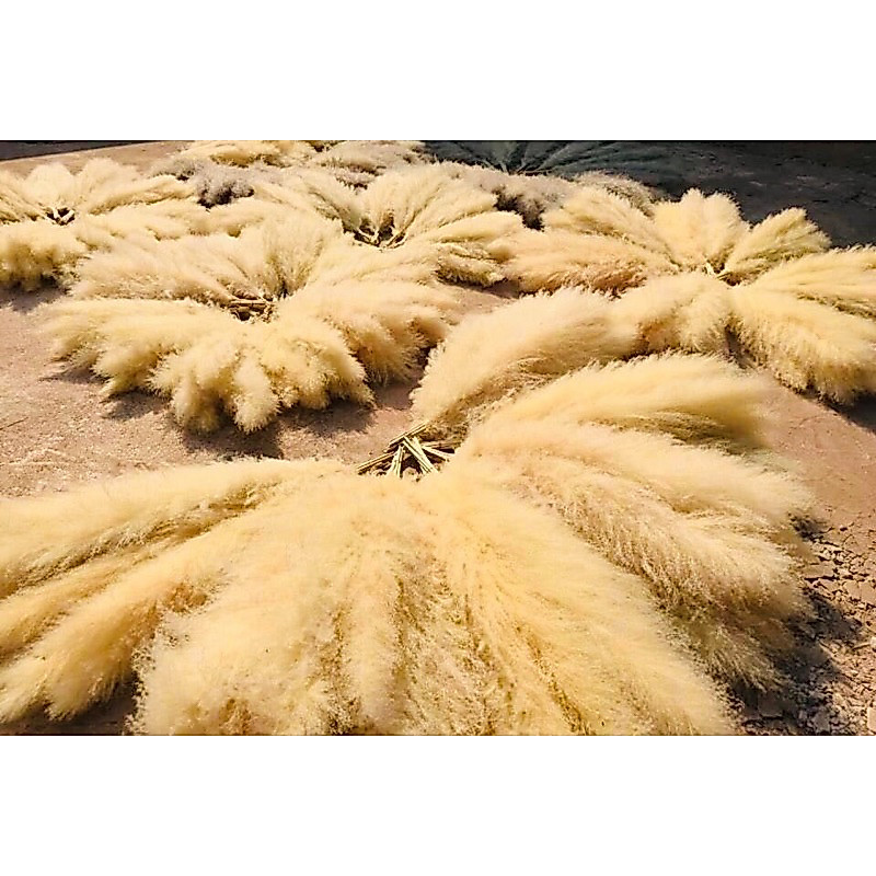 ดอกเลา ดอกเลาขาวทอง ดอกเลาขาวทองธรรมชาติ​ดอกไม้จริง(pampas รูปที่ 3