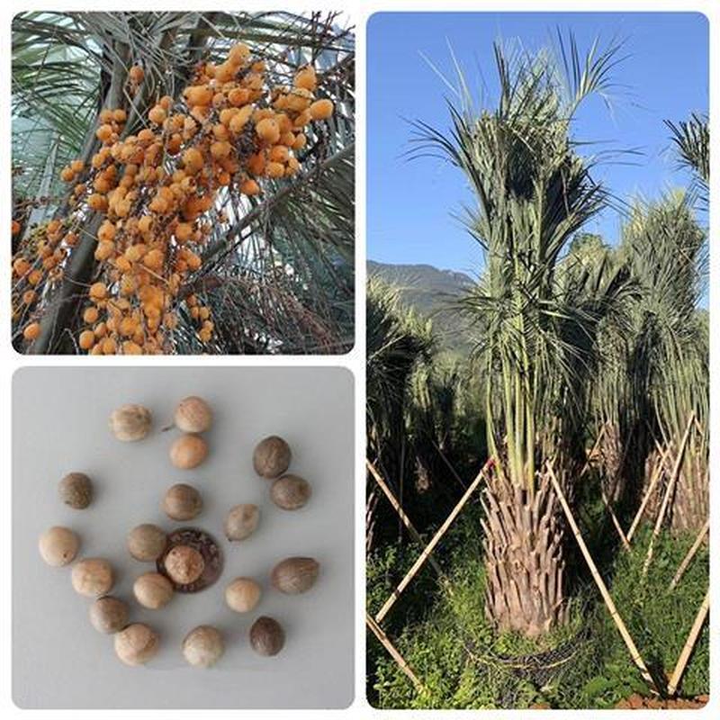 คลังสินค้าพร้อม จัดส่งด่วน Di Coconut Seeds Tropical Coconut Seeds Frozen Coconut Seeds Four Seasons