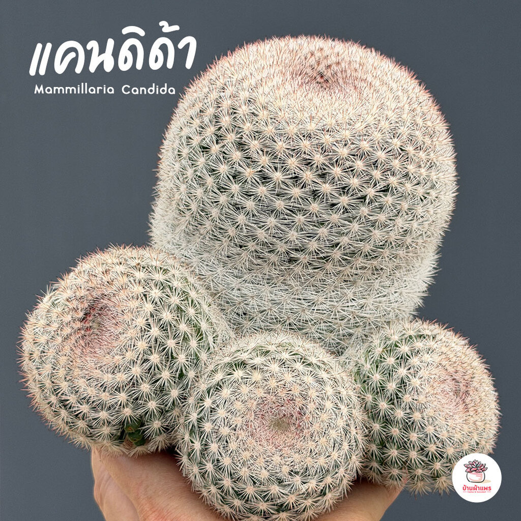แมมแคนดิด้า Mammillaria Candida แคคตัส กระบองเพชร cactus&succulent