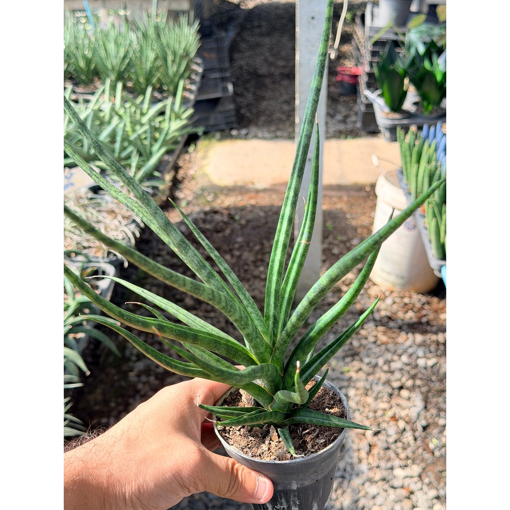 มุมมอง 3