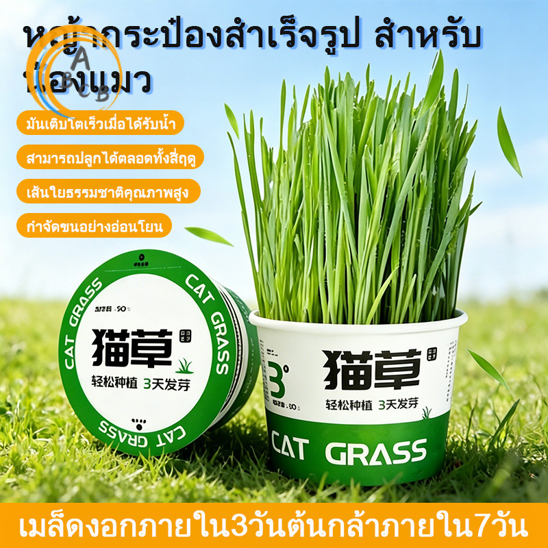 [ พร้อมส่ง] หญ้าแมว ชุดปลูกข้าวสาลีออร์แกนิค แบบไฮโดรโปนิกส์ ปลูกง่าย ต้นโตไว เสริมภูมิคุ้มกัน ให้วิตามินแก่แมว COD