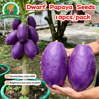 10เมล็ด/แพ็ค เมล็ดพันธุ์มะละกอสีม่วง Sweet Papaya Seeds for Planting เมล็ดพันธ์มะละกอแขกนวลดำเนิน Dwarf Papaya Fruit
