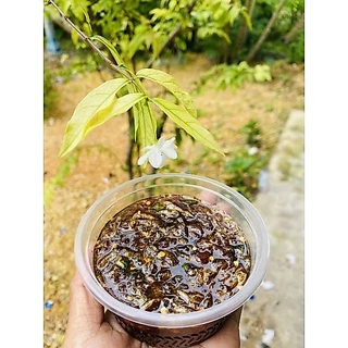 น้ำปลาหวานกระปุกละ 25 บาท
