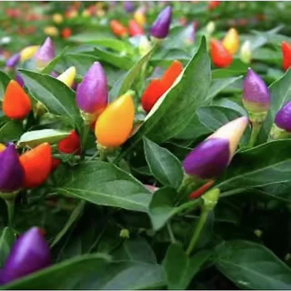 พริกสีรุ้งถูกที่สุด 10บ.เมล็ดพันธุ์พริกสีรุ้ง 10 เมล็ด พริก 7 สี โตไว พุ่มใหญ่ ปลูกประดับสวยมาก