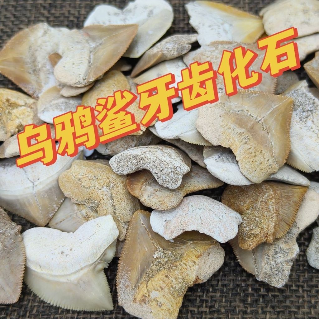 Moroccan Crow Shark Tooth Fossil Dog Scale Shark Chalk Age Natural Fidelity Shark Tooth นักเรียนยอดน