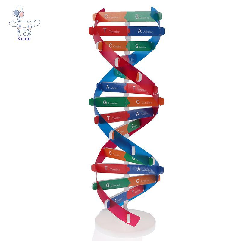 [San] Human Genes DNA รุ่น Double Helix ของเล่นวิทยาศาสตร์การสอนการเรียนรู้การศึกษาของเล่น POP