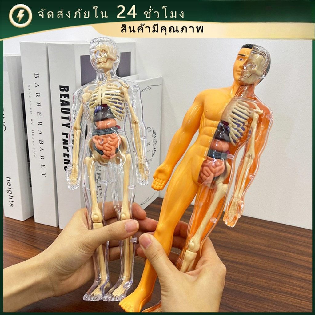 🚚จัดส่งด่วน🚚 | โมเดลกระดูกร่างกาย | ขนาด 28 ซ.ม. | โมเดลร่างกาย | ของเล่นเสริมสติปัญญา | ของขวัญสุดเซอร์ไพรส์