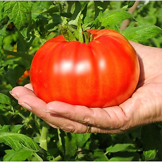 เมล็ดพันธุ์ มะเขือเทศ บีฟสเต็ก Red Beefsteak Tomato Seed บรรจุ 60 เมล็ด คุณภาพดี ของแท้ 100%