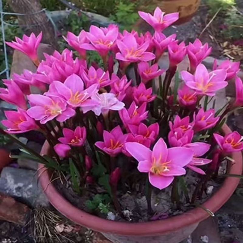 Fengyu Orchid ปลูก Ball สีชมพู Fengyu Orchid กระถางต้นไม้ Ball Root ดอกไม้ Four Seasons ดอกพืชสีเขีย