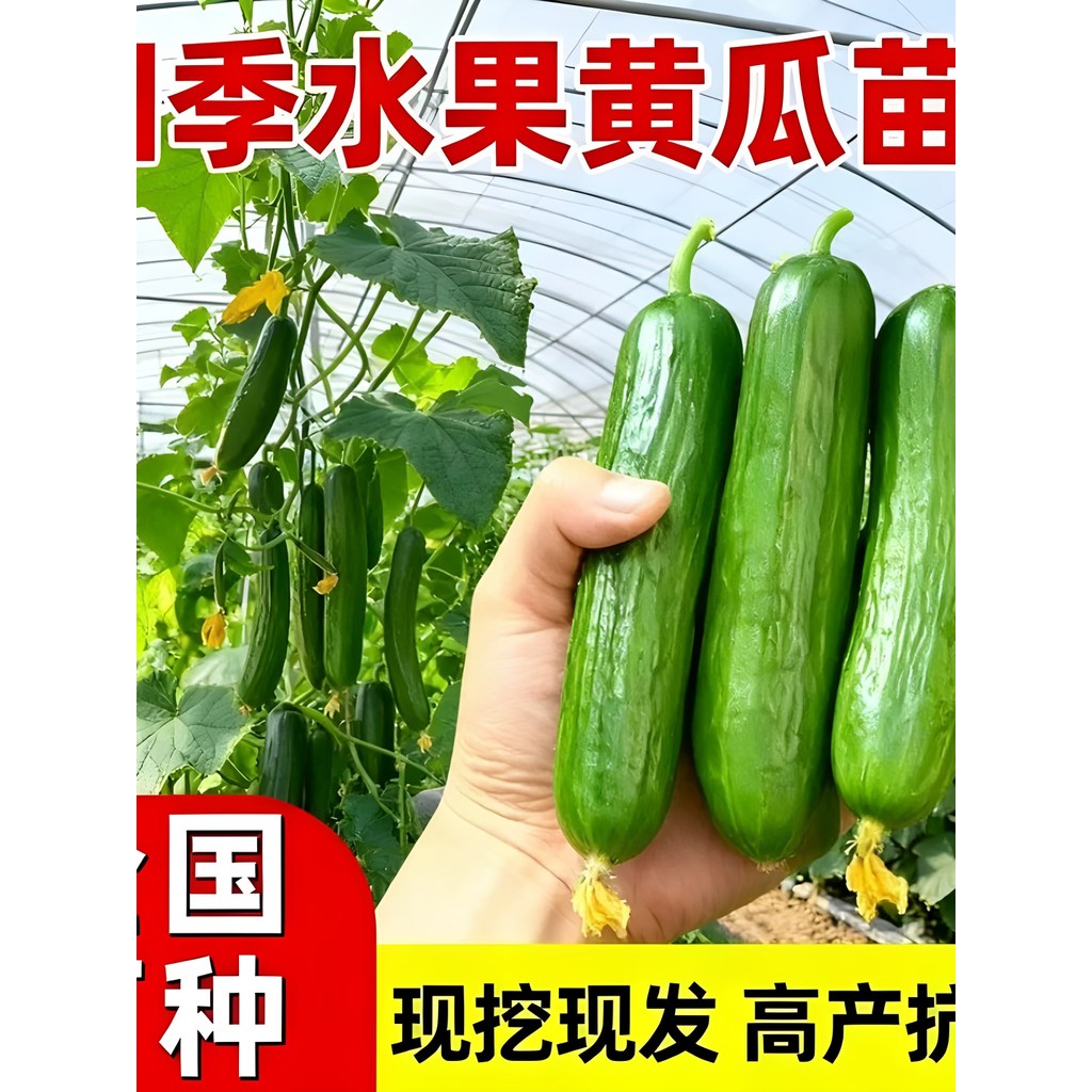 现货热卖水果黄瓜秧苗四季家庭盆栽黄瓜种子青瓜蔬菜种籽孑高产阳台秧苗fruit cucumber seedling four seasons family potted cucumber species
