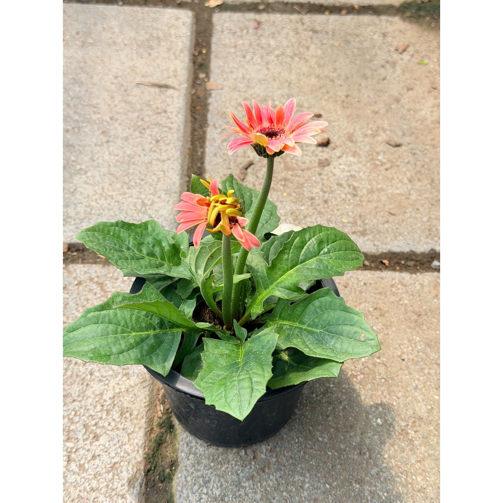 มุมมอง 3