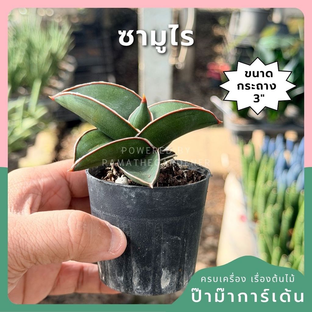 ซามูไร พร้อมกระถาง 3 นิ้ว (ลิ้นมังกร)