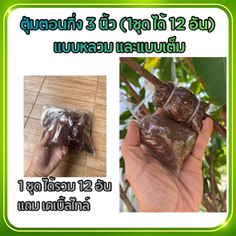 ตุ้มตอนกิ่งขนาด 3 นิ้ว ชุด ยกแพค (ได้ 12 ตุ้ม)  หมักน้ำยากำจัดเชื้อราและน้ำยาเร่งราก มีเคเบิ้ลไทร์แถม