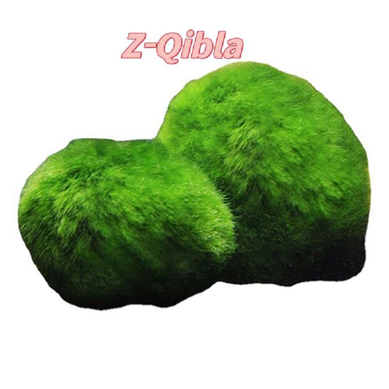 [Z-Qibla-t] 2-3 ซม. Marimo Moss Balls Live Aquarium พืชสาหร่ายปลากุ้งเครื่องประดับถัง