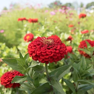 เมล็ดดอกบานชื่น สีแดงกุหลาบ​ 50​ เมล็ด