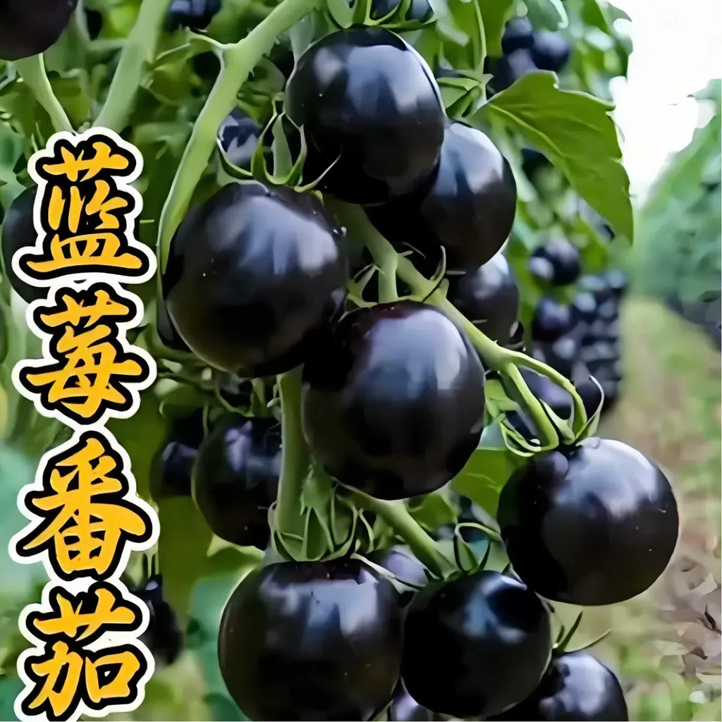 现货热卖黑番茄种籽蓝莓番茄种子四季种植盆栽小番茄阳台小院黑珍珠番茄籽Black Tomato Seeds Blueberry Tomato Seeds Four Seasons Planting202
