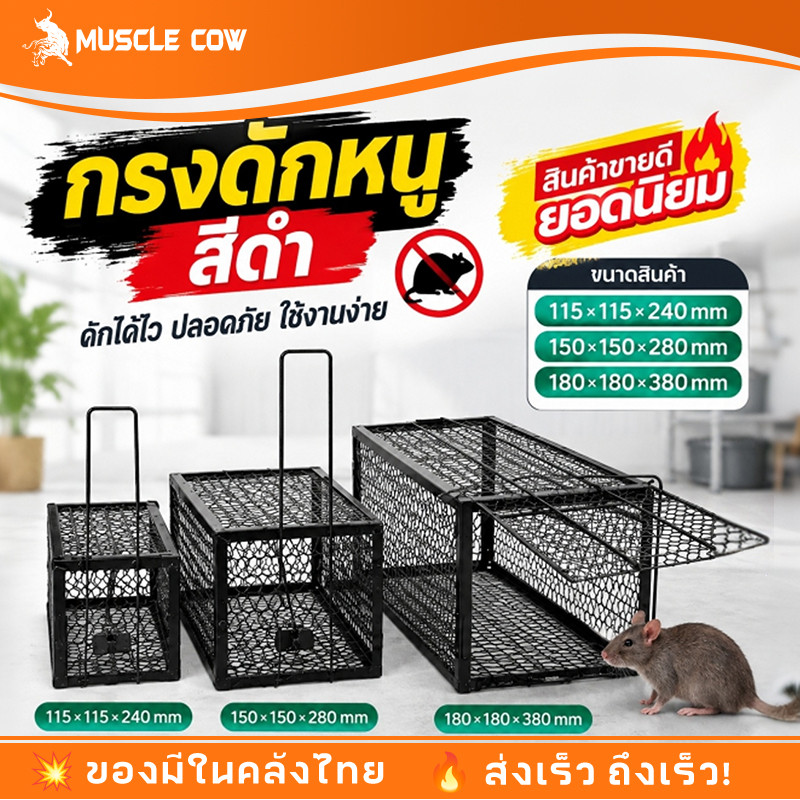 MUSCLE COW กรงดักหนูสปริง2ตัวโครงหนา กรงดักหนู กรงดักหนูแบบมีโครง กรงดักหนูสปริงคู่ กรงดักหนูนา กรงดักหนูเล็ก
