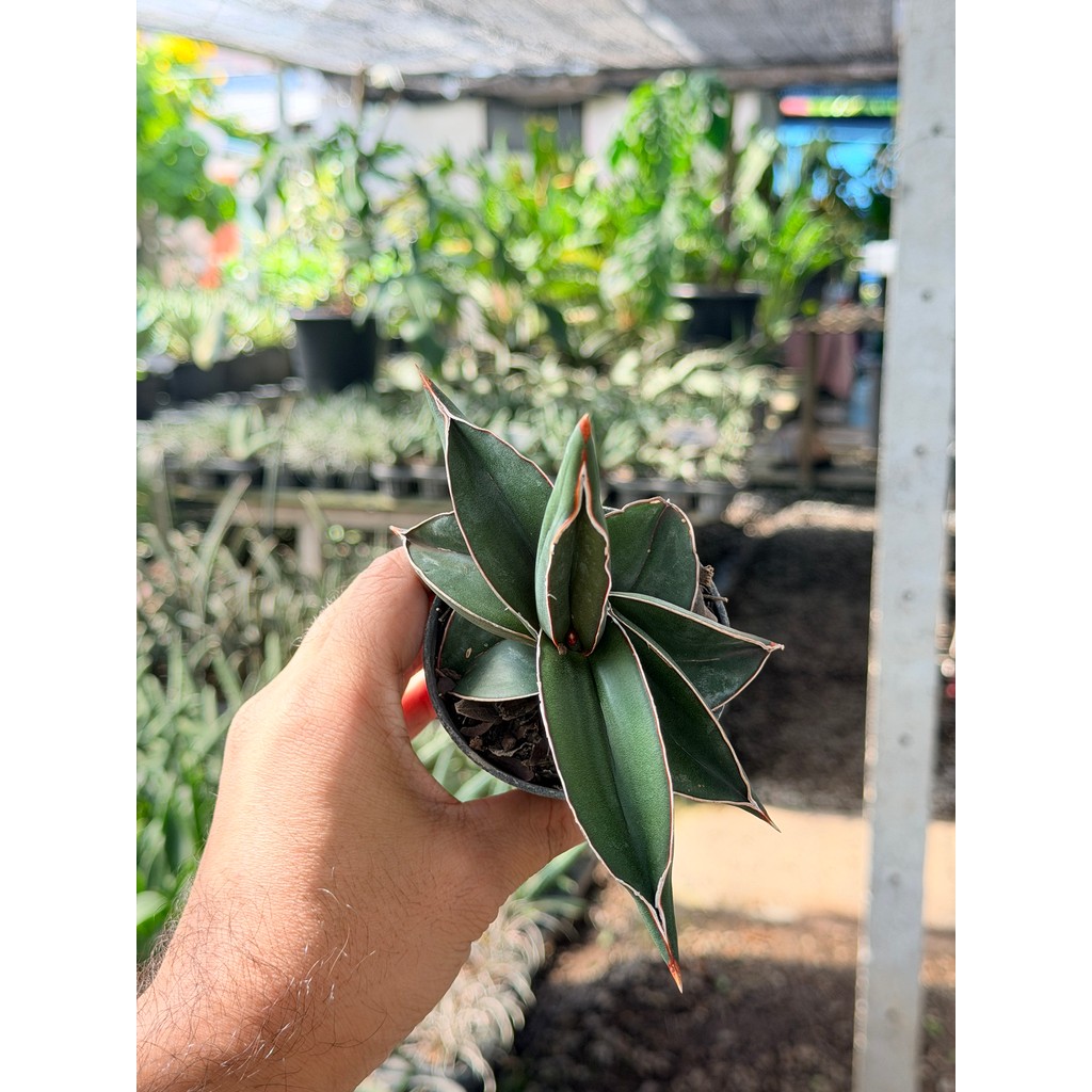 มุมมอง 3