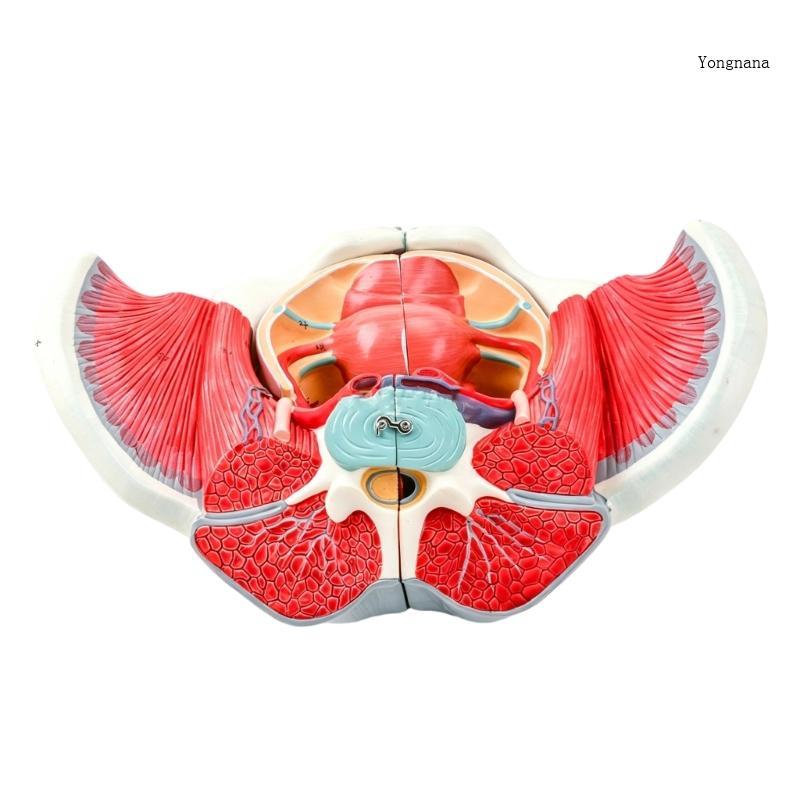 CH * PVC หญิง Pelvis Anatomy ชุดชิ้นส่วนที่ถอดออกได้ Pelvis Anatomical สําหรับการเรียนรู้แบบโต้ตอบใน