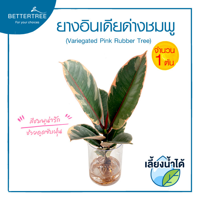 ยางอินเดียด่างชมพู (จำนวน 1 ต้น) ไม้มงคล ไม้ฟอกมงคล