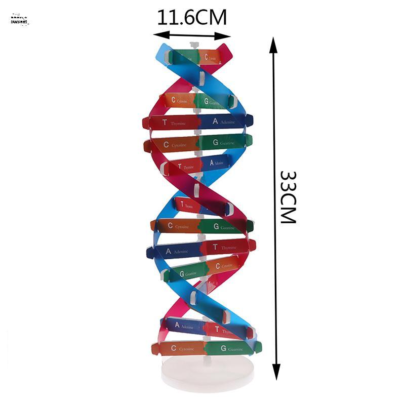 GoGoHome Human Genes DNA รุ่น Double Helix ของเล่นวิทยาศาสตร์การสอนการเรียนรู้การศึกษาของเล่น PH