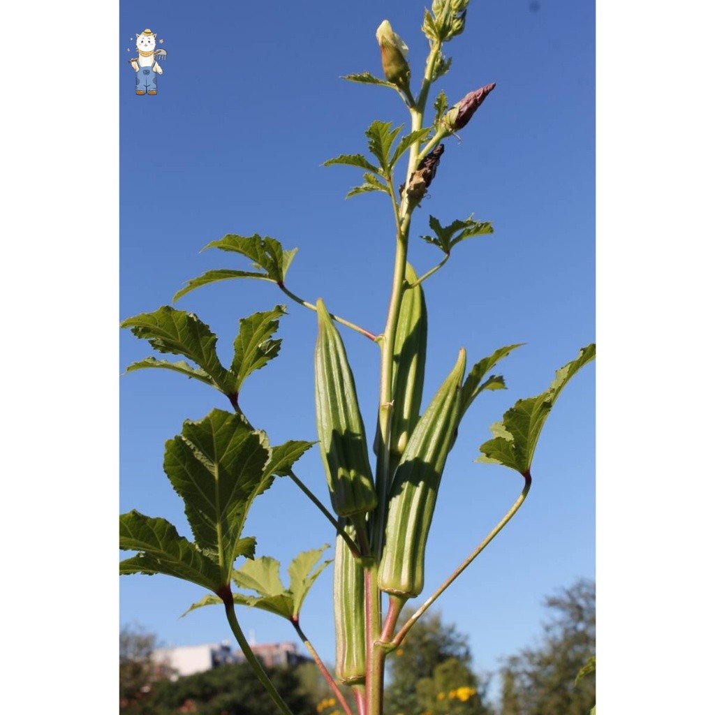 กระเจี๊ยบเขียว 20 เมล็ด ควีนสตาร์  เมล็ดพันธุ์ผัก เมล็ดพันธุ์ เมล็ดพันธุ์อินทรีย์ ปลูกกลางแจ้ง(Okra seeds) - รูปที่ 3