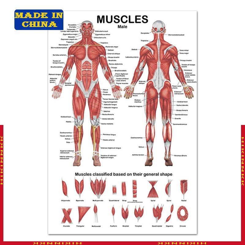 HIK ระบบกล้ามเนื้อ Anatomical Poster แผนภูมิ Anatomy กล้ามเนื้อในด้านหน้าด้านหลัง